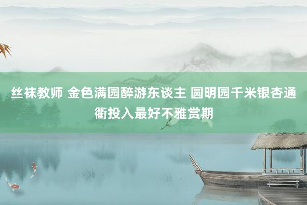 丝袜教师 金色满园醉游东谈主 圆明园千米银杏通衢投入最好不雅赏期